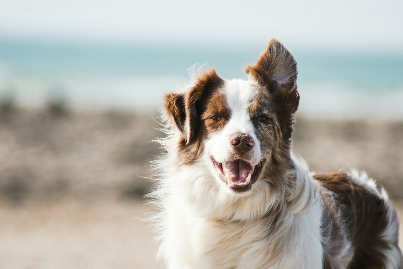 AquaPaw pet product website